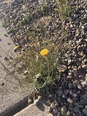 Thelesperma megapotamicum