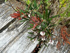 Andromeda polifolia latifolia