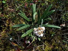Andromeda polifolia latifolia