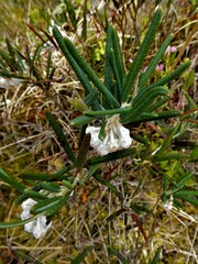 Andromeda polifolia latifolia