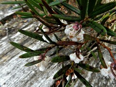 Andromeda polifolia latifolia