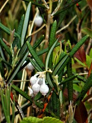 Andromeda polifolia latifolia