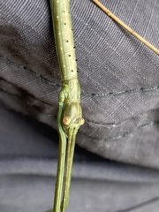 Ctenomorpha marginipennis