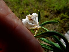 Andromeda polifolia latifolia
