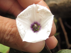 Lycianthes pilifera