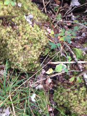 Lithobates sylvaticus