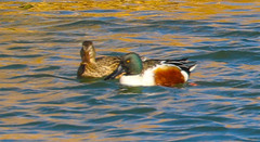 Spatula clypeata