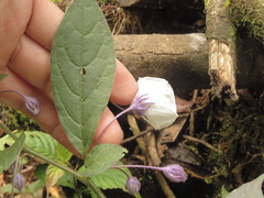 Lycianthes pilifera