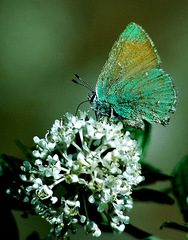 Callophrys affinis homoperplexa
