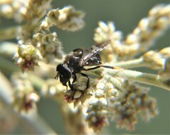 Copestylum alberlena
