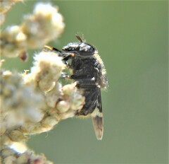 Copestylum alberlena