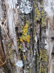Xanthomendoza ulophyllodes