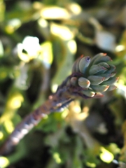 Petrosedum rupestre