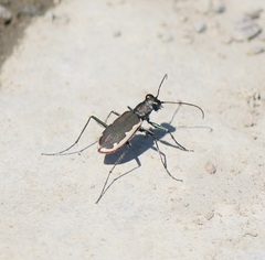 Cicindela marginipennis