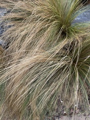 Muhlenbergia rigens