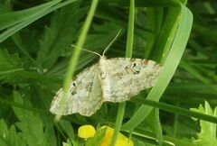 Xanthorhoe montanata