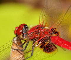 Aethriamanta circumsignata