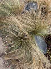 Muhlenbergia rigens