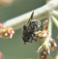 Copestylum alberlena