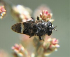 Copestylum alberlena