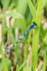 Coenagrion mercuriale