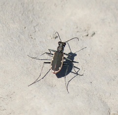 Cicindela marginipennis