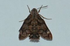 Macroglossum corythus