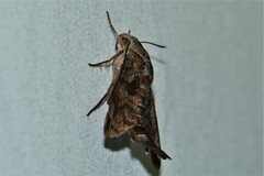Macroglossum corythus
