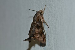 Macroglossum corythus