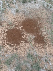 Pogonomyrmex barbatus