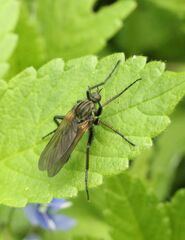 Empis
