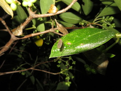 Amphineurus insulsus