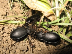 Carabus sibiricus