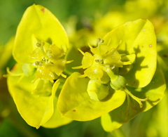 Euphorbia lucida