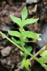Nemophila breviflora