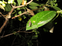 Amphineurus insulsus