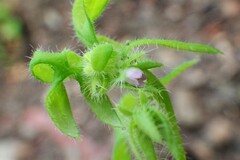 Nemophila breviflora