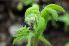 Nemophila breviflora