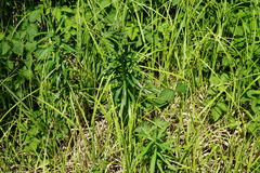 Euphorbia lucida