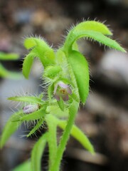 Nemophila breviflora