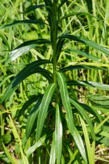 Euphorbia lucida
