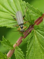 Cantharis nigricans