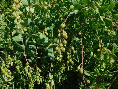 Stegnosperma halimifolium