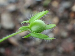 Nemophila breviflora