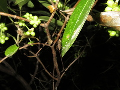 Amphineurus insulsus