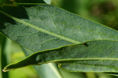 Euphorbia lucida