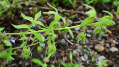 Nemophila breviflora