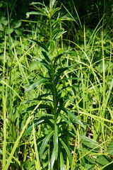Euphorbia lucida