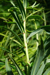 Euphorbia lucida