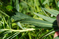 Euphorbia lucida